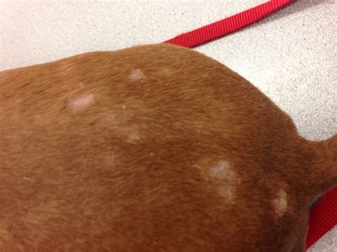 How To Treat Dog Bald Spots at Adriana Fishburn blog