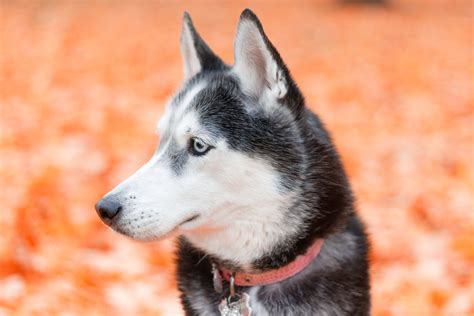 Everything You Need to Know About The Siberian Husky - Husky Palace