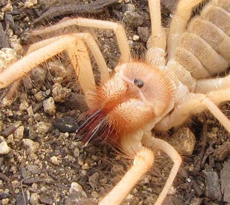 arachnids scorpions