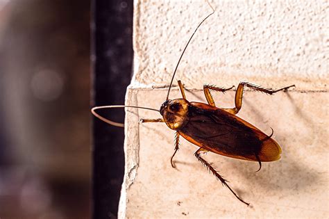 Rome invaded by "flying" cockroaches: where they hide and how to
