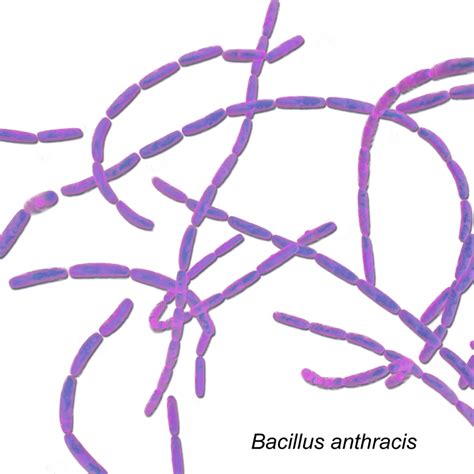 Bacillus Anthracis | MateriKimia