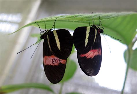 Images Of Butterflies Mating
