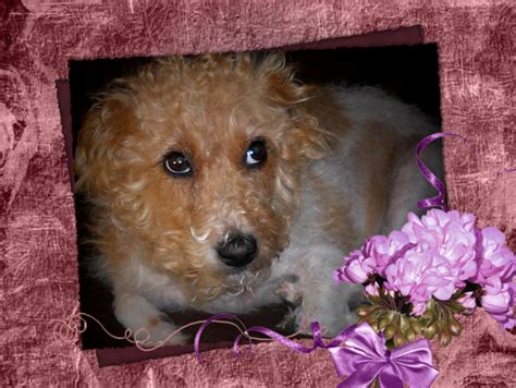 «maddie may» HD Wallpapers