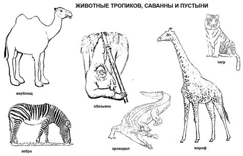 Розмальовка звірі
