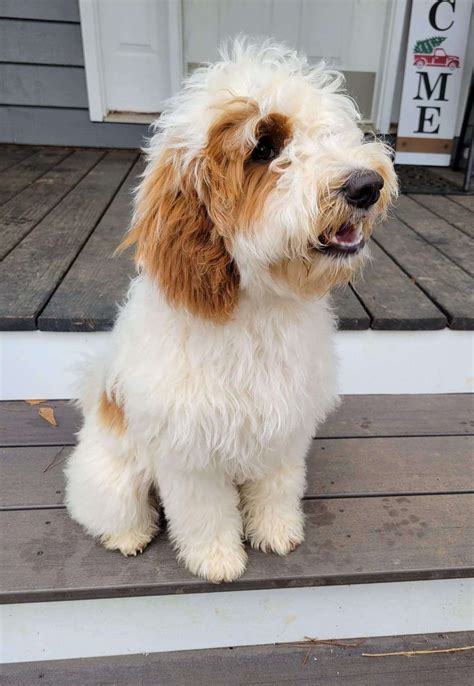 Poppy (Mini-Goldendoodle) - Goldendoodle Breeder Greenville SC