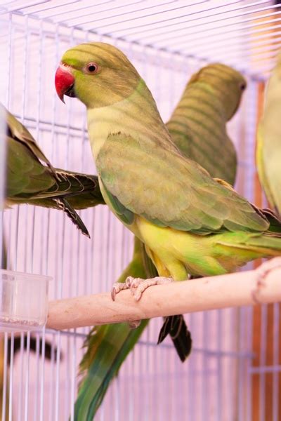 Ожереловый попугай. BirdShop