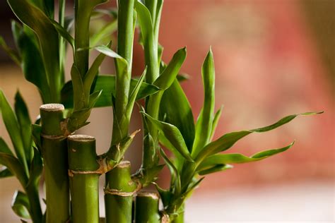 how to take care of a lucky bamboo plant 4