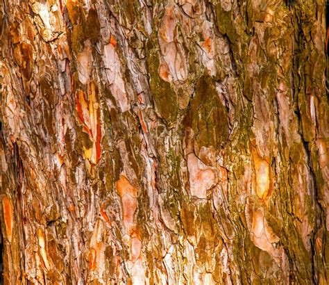Pinus bark close-up. The texture of the trunk of Pinus sylvestris L