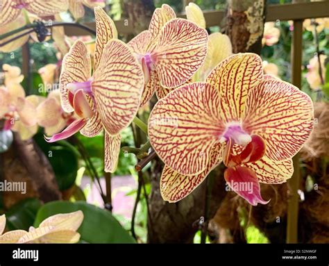 botanical garden singapore stock photo alamy