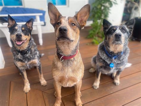 1031 best Red Heeler images on Pholder | High Heels, Australian Cattle