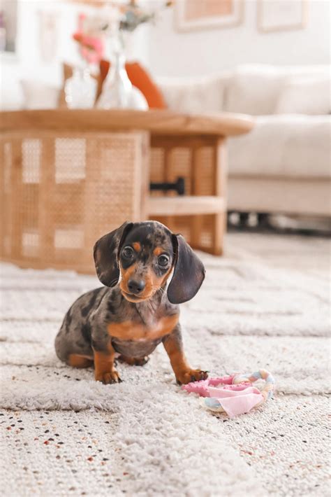 SoCal Dachshunds - Well...today is our last day with miss Alex. She will be on her way to her