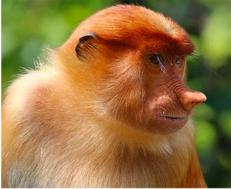 Creature Feature: Proboscis Monkey