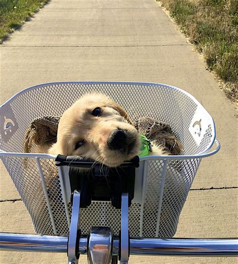Cute and Funny Baby Animals