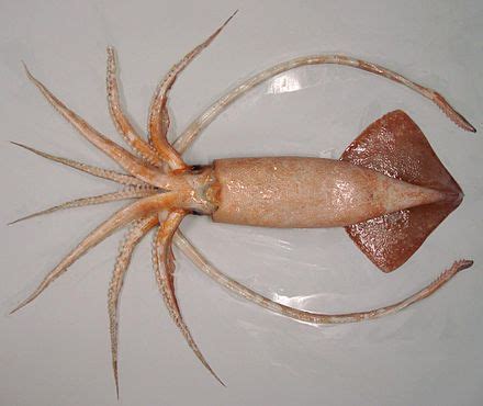 Onykia ingens — Википедия