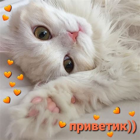 Пин от пользователя Юлия Кургут на доске пикчи с котиками | Кошачьи ...