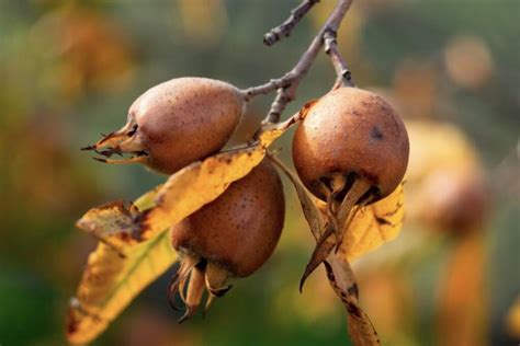 Medlar: Everything About Varieties, Plants And Care