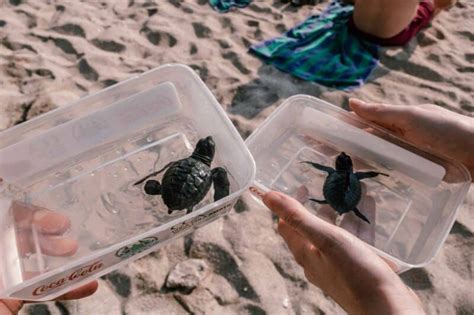 Releasing Turtles In Bali, Indonesia (The Bali Sea Turtle Society)