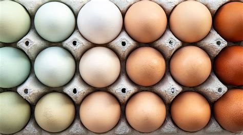 Eggshell color Eggsplained - Layer Resources