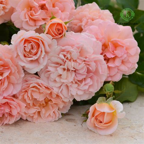 Hoa hồng Psyche – Rosa Orientis – Kobeta Garden