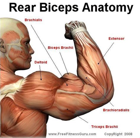 rear bicep anatomy freefitnessguru upper arm muscles anatomy