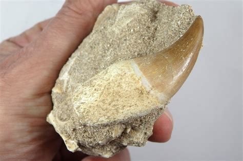 Fossil tooth - Hainosaurus sp. - Tylosaur tooth - tooth crown is 55mm ...