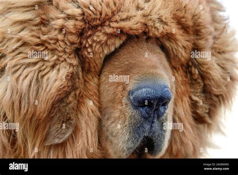 tibetan mastiff dog  res stock photography  images alamy