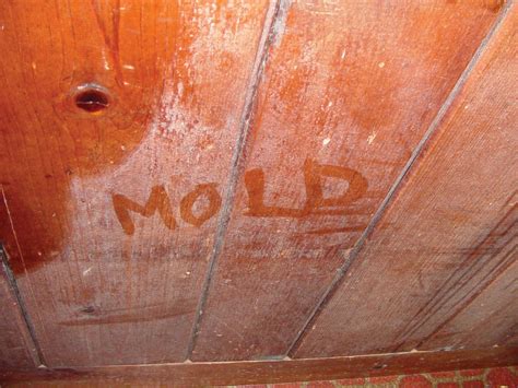 Mold and Mildew Remediation | Knoxville | Nashville TN