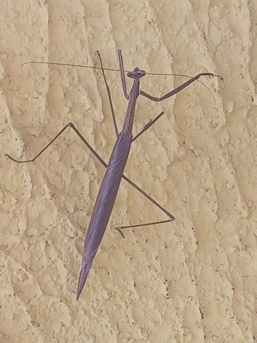 Ischnomantis gigas · iNaturalist United Kingdom