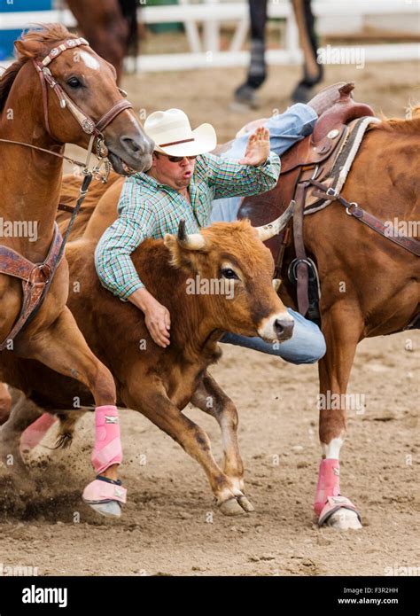 Rodeo cowboys on horseback competing in steer wrestling event, Chaffee ...