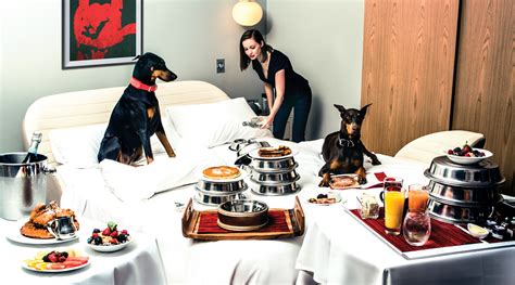 Here are the 9 best luxury pet-friendly hotels in the U.S. - Luxurylaunches