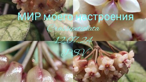 ХОЙЯ Крассиопетиолата первое цветение - YouTube