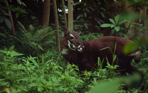 World calls for urgent action to save “Asian Unicorn” in Laos, Vietnam ...