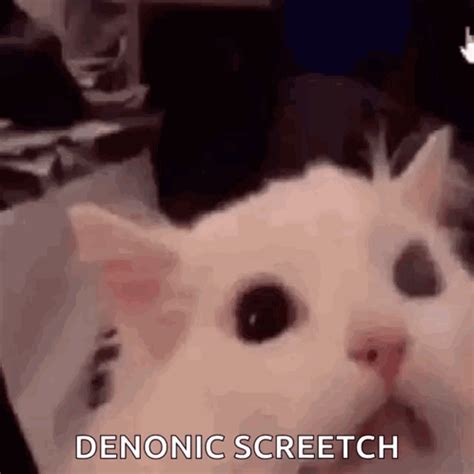 Cat Screaming Cat GIF - Cat Screaming Cat Scream - Discover & Share GIFs