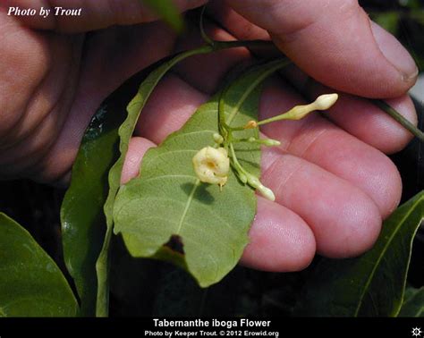 Erowid Plants Vaults : Images : tabernanthe iboga flower__i2012e0443_disp
