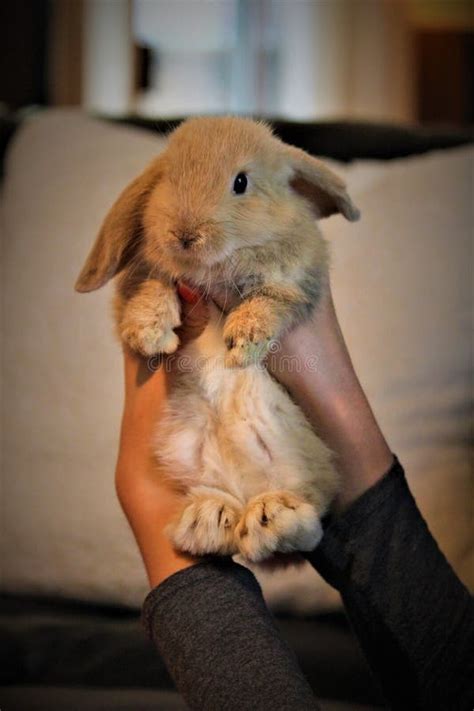 Cute Tiny Dwarf Bunny stock image. Image of eared, rabbit - 99921241