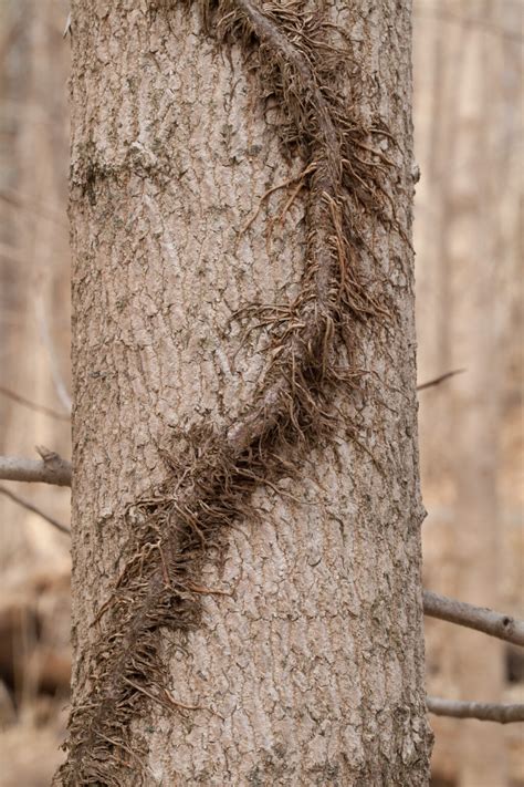 poison-ivy – Woody Plants of Ohio