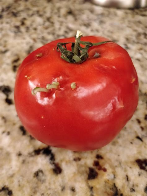The seeds started germinating inside this tomato! : r/mildlyinteresting