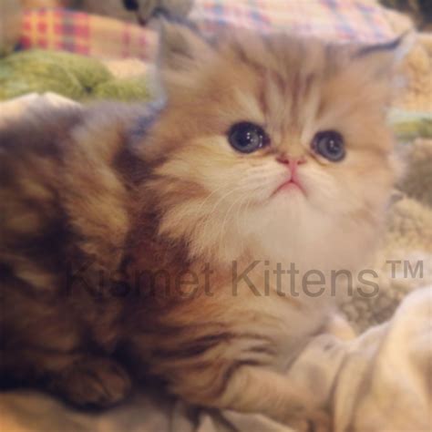 Teacup Kittens For Sale 5