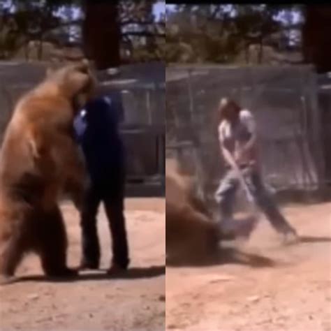 Girl Throws Bear Off Fence at Hugo Fitzhardinge blog