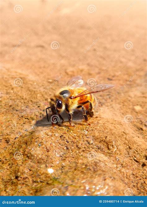 bee drinking water  ground stock photo image  yellow wildlife