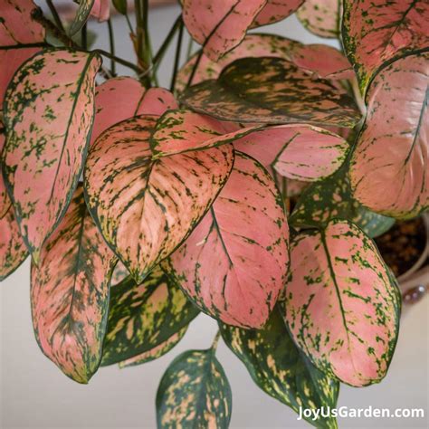 aglaonema identification list