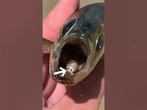 У рыбы вместо языка мокрица - YouTube