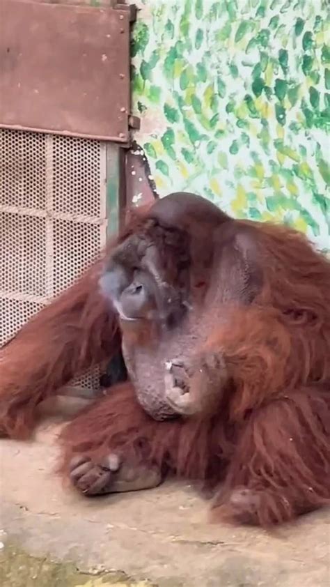 Critically Endangered Orangutan Spotted Smoking Cigarette At Zoo In ...