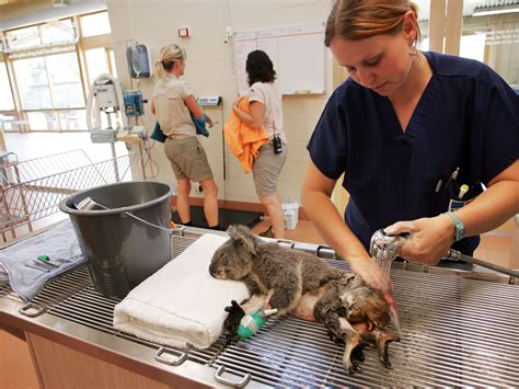 zoo animal vet 2
