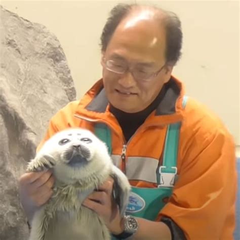 niko  baikal seal  held cute seals cute animals baby animals