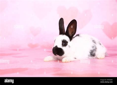 Giant pink rabbit hi-res stock photography and images - Alamy