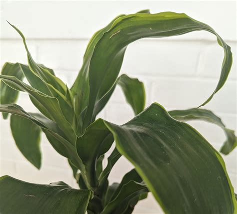 Dracaena Fragrans 'lindenii' - Corn Plant - Etsy