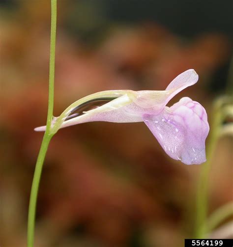 Utricularia Graminifolia Flower