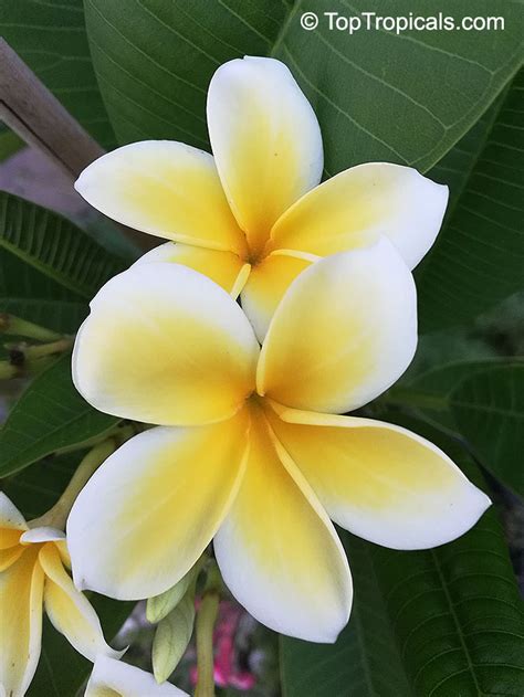 Plumeria Rubra Tree