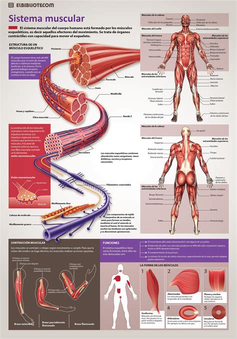 the anatomy of the human body is shown in this poster, with diagrams on
